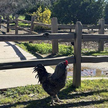 Emma Prusch Farm Park - Parks Near Me - San Jose, California
