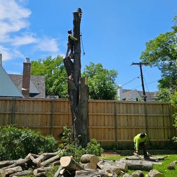 Tree Hag Tree Service - Tree Services Near Me - Carrollton, Texas Tree Hag Tree Service - Tree Services Near Me - Carrollton, Texas