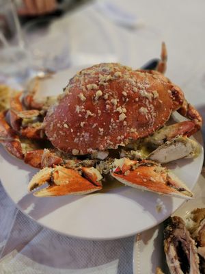 PPQ Dungeness Island - Millbrae by null