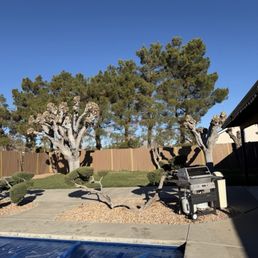 Backyard Trees Backyard Trees