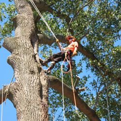 Ace Tree Surgery