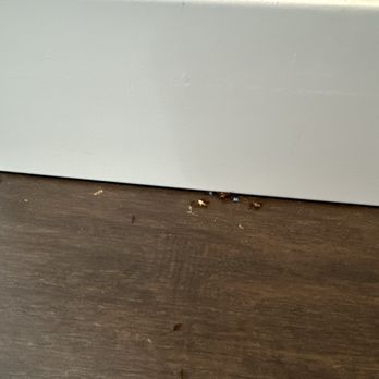 EcoShield Pest Solutions - EcoShield was supposed to treat the ants but failed to do so. Avoid this company at all costs. - Pest Control Near Me - Tukwila, Washington