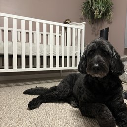 Zeus the labradoodle Zeus the labradoodle
