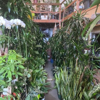 Country Plants - Indoor plants - Nurseries & Gardening Near Me - Santa Monica, California Country Plants - Indoor plants - Nurseries & Gardening Near Me - Santa Monica, California