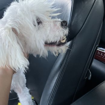 Live Love Pet - Right side of the face - Pet Groomers Near Me - Honolulu, Hawaii Live Love Pet - Right side of the face - Pet Groomers Near Me - Honolulu, Hawaii