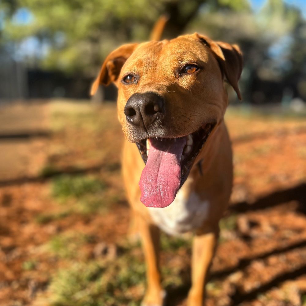 BEAR’S CLUBHOUSE Updated August 2024 45 Photos Winston Salem