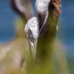 "I always feel like somebody is watching me" -- Brown Pelicans | IG @moniquedao