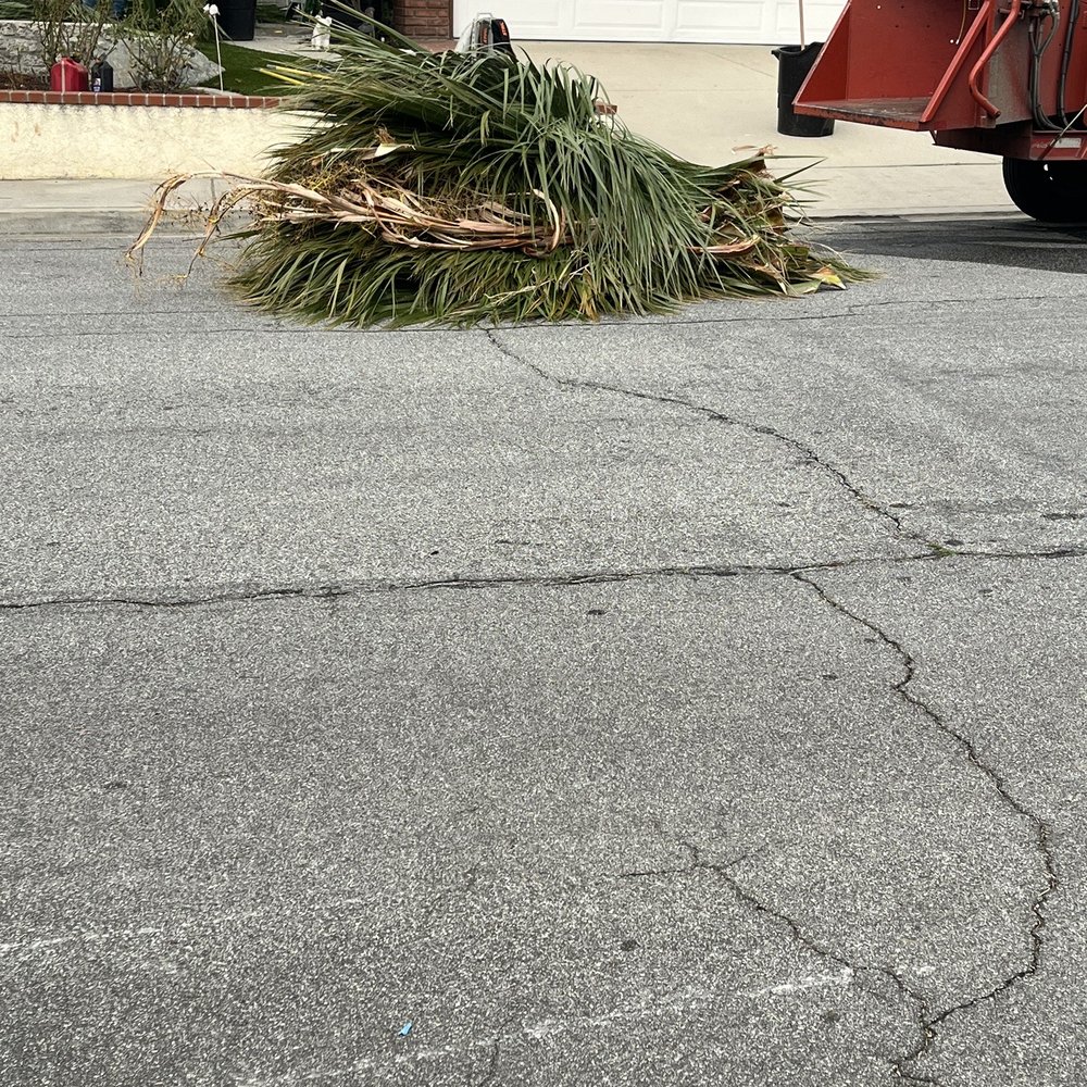 Showing how all the palm fronds are gathered and run through chipper Showing how all the palm fronds are gathered and run through chipper