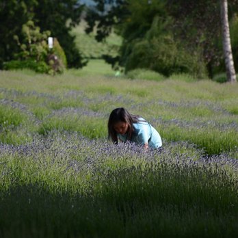 Purple Haze Lavender Farm - Flowers & Gifts Near Me - Sequim, Washington