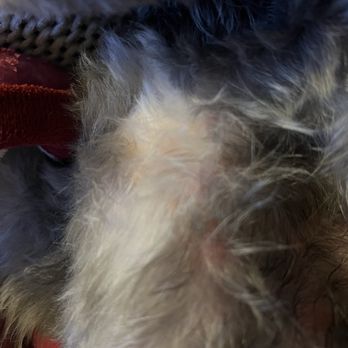 Coco Grooming - Pet Groomers Near Me - Los Angeles, California