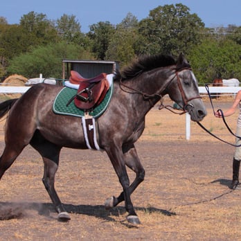 Scattered Oaks Farm - Willis behaving for once. - Horse Boarding Near Me - Manor, Texas Scattered Oaks Farm - Willis behaving for once. - Horse Boarding Near Me - Manor, Texas