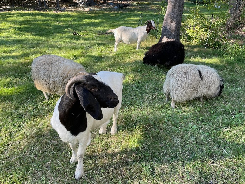 NISSIQUASSICK HILL FARMSTEAD 249 Wallace Hill Rd, Townsend