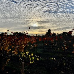 View of the vineyard