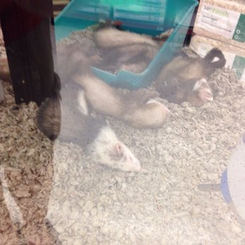 Petco - This is a 1st.....sleeping???? Never happens! - Pet Training Near Me - Clifton Heights, Pennsylvania Petco - This is a 1st.....sleeping???? Never happens! - Pet Training Near Me - Clifton Heights, Pennsylvania