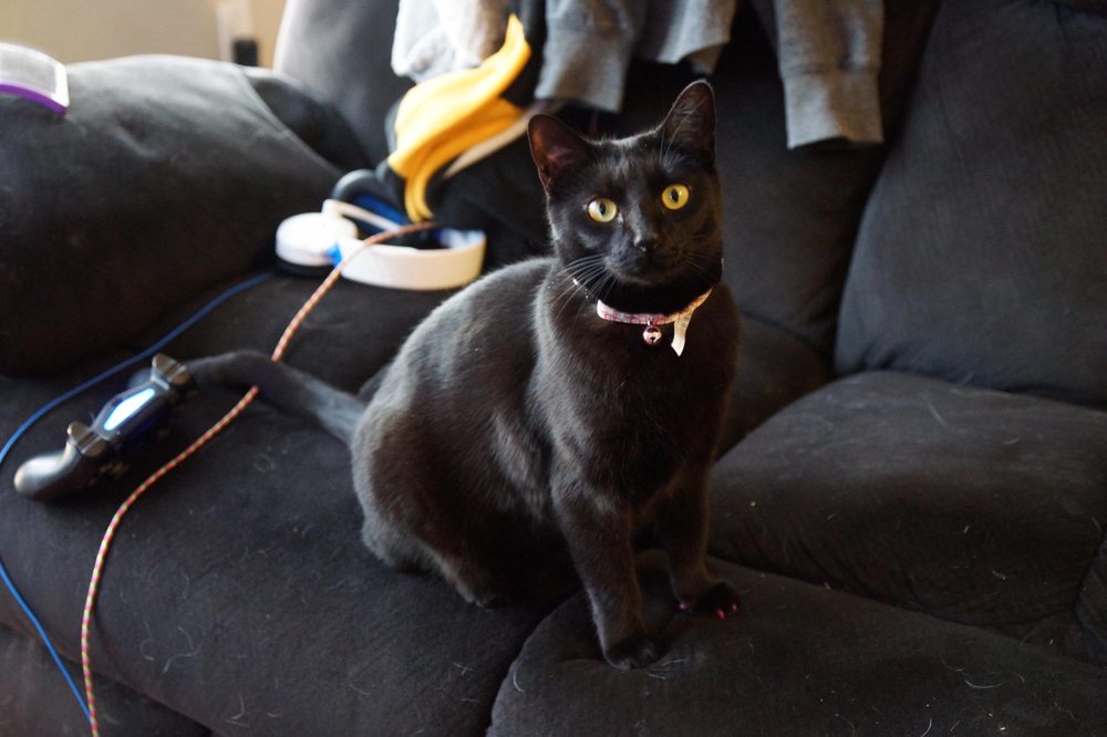 MR. ROGER’S PET GROOMING 18 Photos 530 S Quitman, Denver, Colorado