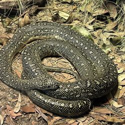 Sydney Wildlife World