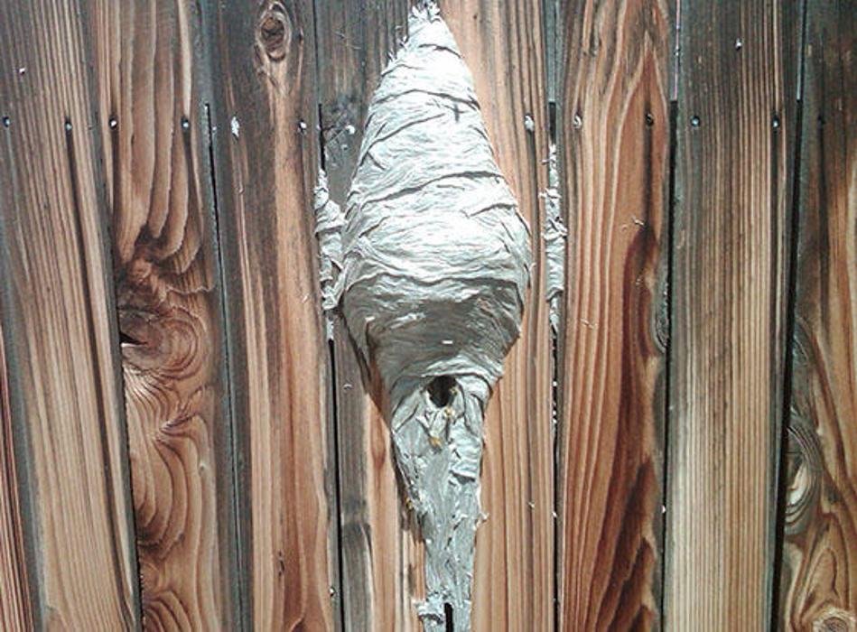 SHOO Wildlife & Pest Control - veterans service organization in Colorado Springs, CO