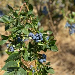 Our Table Cooperative - U-Pick Blueberries