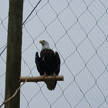 Zoo Ecomuseum - Zoos Near Me - Sainte-Anne-de-Bellevue, Quebec