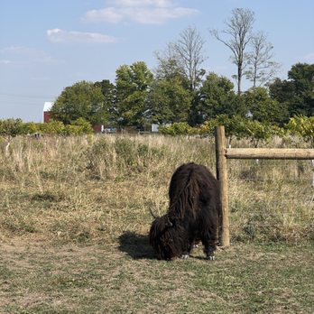 Woolly Yak Ranch & Winery - Ranches Near Me - Arcadia, Indiana Woolly Yak Ranch & Winery - Ranches Near Me - Arcadia, Indiana