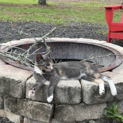 Okefenokee Pastimes Cabins & Campground - One of the star attractions