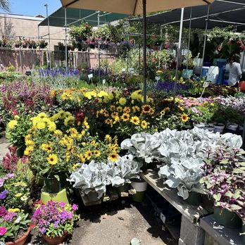 Lucky Plants - Nurseries & Gardening Near Me - Hermosa Beach, California Lucky Plants - Nurseries & Gardening Near Me - Hermosa Beach, California