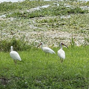 Larry L Schultz Park - Ibis - Parks Near Me - Rockledge, Florida