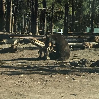 Bearizona - Zoos Near Me - Williams, Arizona