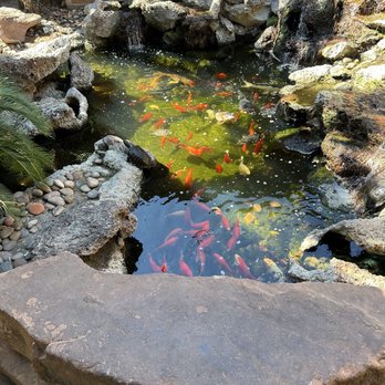 Billy Reeds - Beautiful fish and turtle pond at entry - American Near Me - Palm Springs, California
