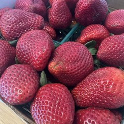 The Santa Barbara Farmers' Market - Best strawberries