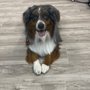 Pets’ Friend Grooming Salon By Wally
