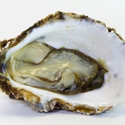Community Shellfish - Maine Oysters change weekly