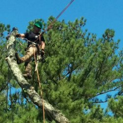 Elite Tree & Lawn Landscaping - A picture of the owner in the tree.