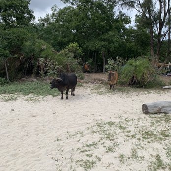 浪茄灣營地 - Cattle aplenty - Campgrounds Near Me - Hong Kong, HK 浪茄灣營地 - Cattle aplenty - Campgrounds Near Me - Hong Kong, HK
