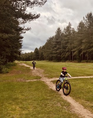 Thetford Forest by null