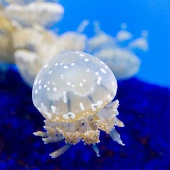 Seattle Aquarium - Aquariums Near Me - Seattle, Washington Seattle Aquarium - Aquariums Near Me - Seattle, Washington
