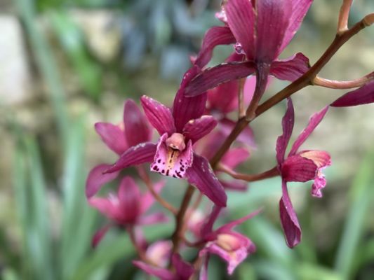 Muttart Conservatory by null