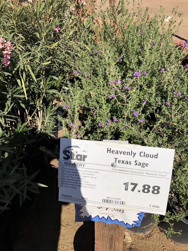 Star Nursery Nurseries Gardening 1141 N Lake Havasu Ave 1141 N Lake Havasu Ave