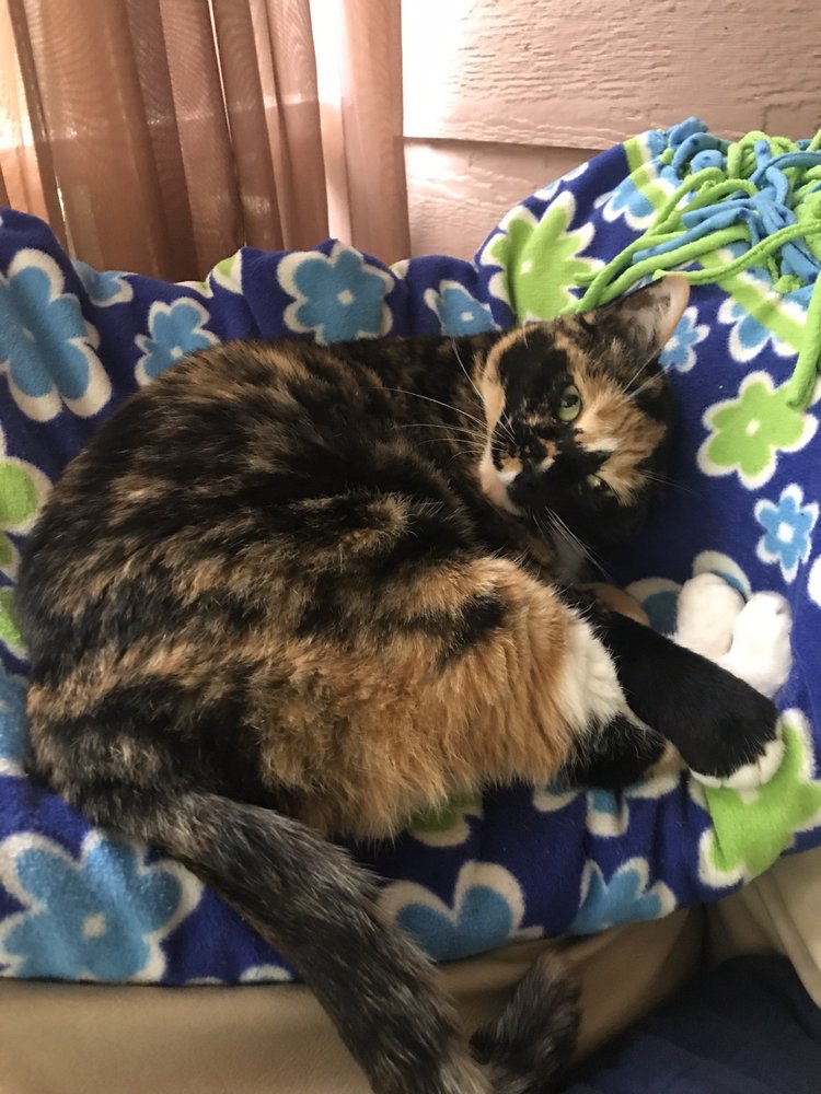 SHARON LAKES ANIMAL HOSPITAL 23 Photos 7619 Sharon Lakes Rd