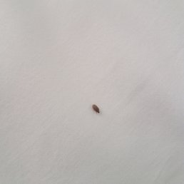 Bed bug!! Bed bug!!