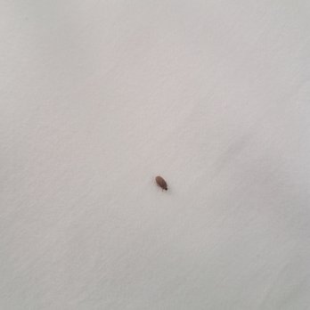 Walker Hotel Tribeca - Bed bug!! - Hotels Near Me - New York, New York