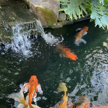 Swansons Nursery - Gorgeous koi - Nurseries & Gardening Near Me - Seattle, Washington