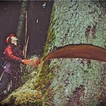 Dave's Tree Care - Photo - Tree Services Near Me - Chilliwack, British Columbia Dave's Tree Care - Photo - Tree Services Near Me - Chilliwack, British Columbia