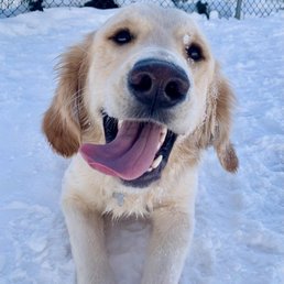 Bow at doggie daycare Bow at doggie daycare