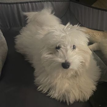 Aloha Pet Resort and Spa - My dog before the haircut - Pet Boarding Near Me - Cedar Falls, Iowa