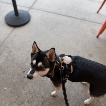 PopUp Bagels - Pup friendly! - Bagels Near Me - Tampa, Florida PopUp Bagels - Pup friendly! - Bagels Near Me - Tampa, Florida