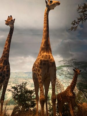 Wonders Of Wildlife National Museum & Aquarium by null