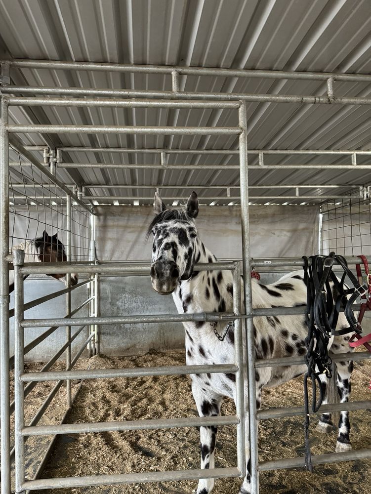 Horse Lover's Haven - equestrian in Bluffdale, UT