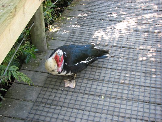 Willowbank Wildlife Reserve by null