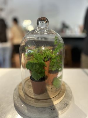Black Phin Coffee Bar by null